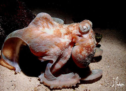 This octopus put on quite a show while we enjoyed our nig... by Steven Anderson 