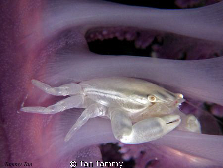 lonely white crab at purple sea pen..(canon G10 + 1pcs mi... by Tan Tammy 