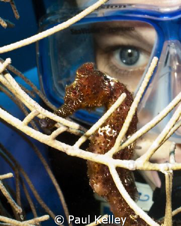 Seahorses were abundant on the our dives in Roatan. Shot ... by Paul Kelley 