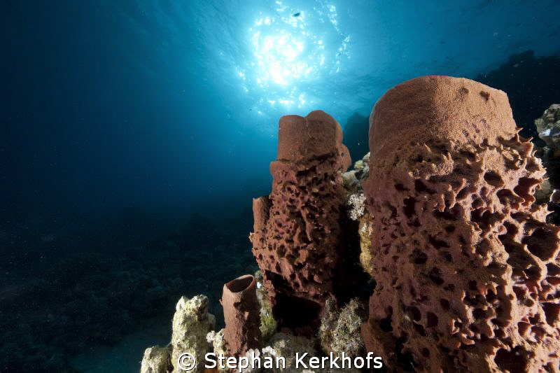 Prickly tube sponge taken at Ras-umm-sid. by Stephan Kerkhofs 