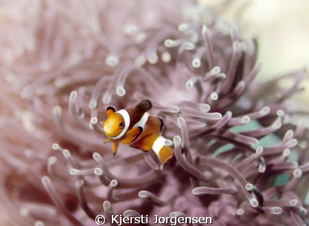 Nemo! A clown anemonefish photographed during my Divemast... by Kjersti Jorgensen 