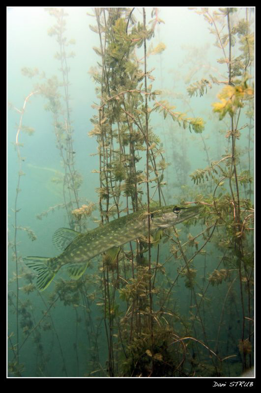 A joung pike triying to hide in the seagrass ... :-D by Daniel Strub 