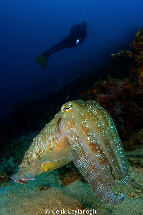 "Super model" Giant cuttle fish by Cenk Ceylanoglu 