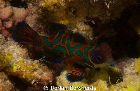 Female Mandarin Fish cropped.Used Nikon D300,60 mm Micro ... by Dorian Borcherds 