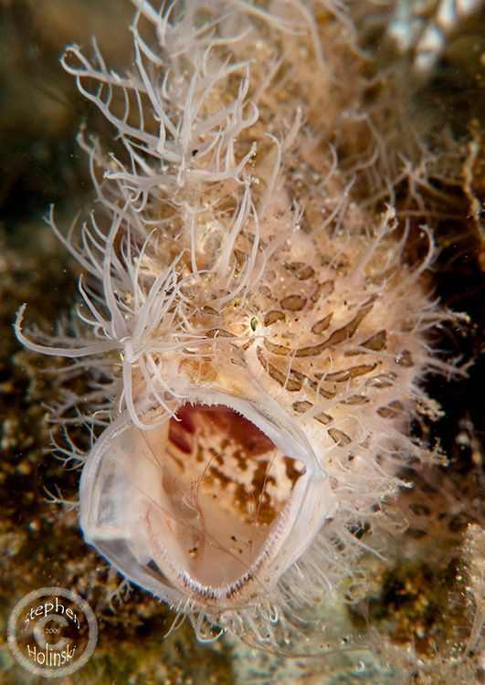 Yawning Hairy Frogfish.  Photo taken in Anilao, Canon G10... by Stephen Holinski 