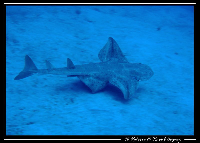 This Angel shark likes hiding himself under the sandy bot... by Raoul Caprez 