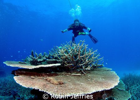 Reef & Diver. Nikon D90 by Robin Jeffries 