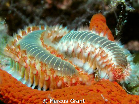 Bearded fire worms getting started on a Red Starfish. by Marcus Grant 