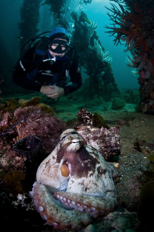 Diver approaches the local octopus under the Busselton Je... by Mick Tait 