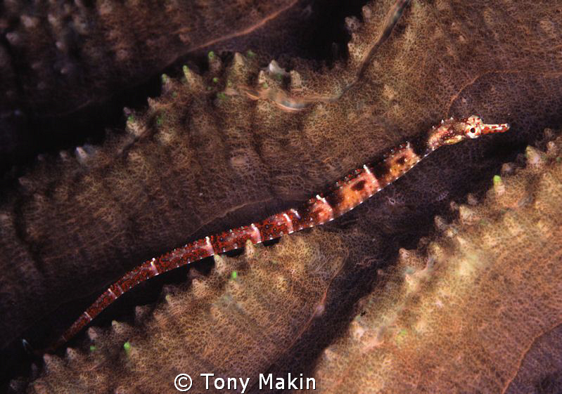 Pipefish on hard coral by Tony Makin 