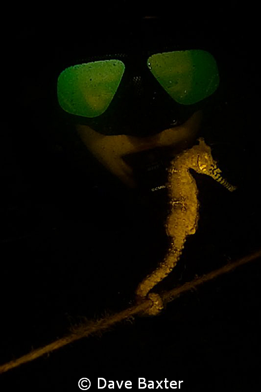 my dive buddy 'aving a look at a seahorse by Dave Baxter 