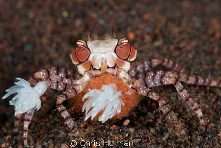 Boxer Crab with Eggs by Chris Holman 