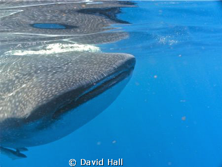 I shot the picture of this Whale Shark North of Isle Meju... by David Hall 