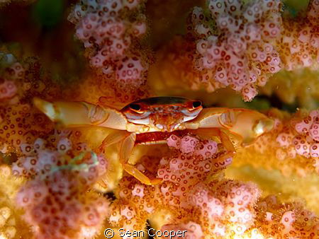 Coral crab by Sean Cooper 