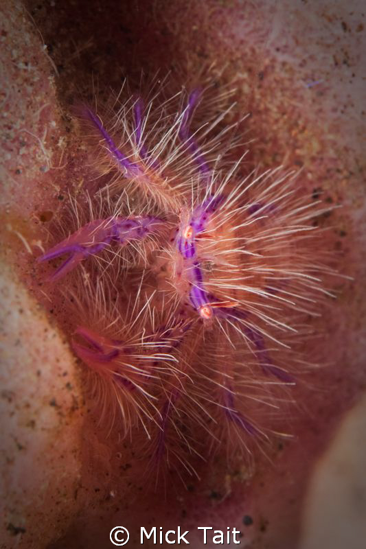 Hairy!  Canon 20D 100mm Macro by Mick Tait 