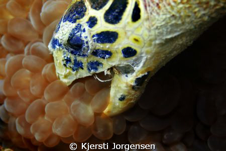 Hawksbill turtle eating buble coral at Palong dive site, ... by Kjersti Jorgensen 