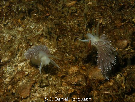 Pearly Nudibranch--Photo shot with Olympus C-7070 in Olym... by J. Daniel Horovatin 