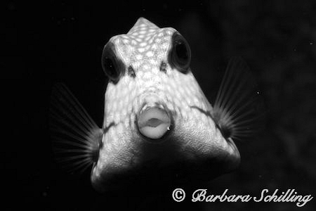 A very curious Trunk fish inspecting the lens! by Barbara Schilling 