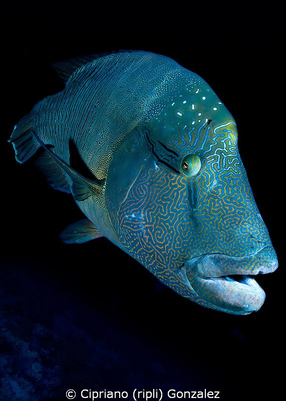 Napoleon wrasse at Brothers by Cipriano (ripli) Gonzalez 