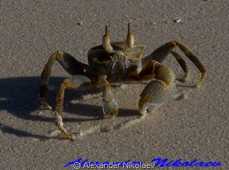 Ghost crab. Canon 40D. by Alexander Nikolaev 