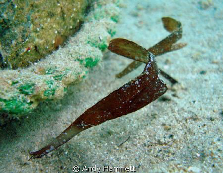 Sea grass ghost pipefish. I saw 4 of these during the tri... by Andy Hamnett 