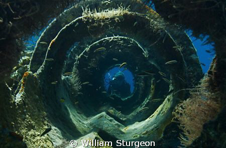 Diver on the wreck of the Arimoroa near Egg Island in the... by William Sturgeon 