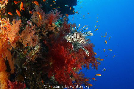 Lionfish and anthias (hunter and hunted). Taken with Cano... by Vladimir Levantovsky 