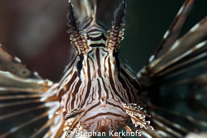 Close-up of a posing Lionfish taken with 180mm. by Stephan Kerkhofs 