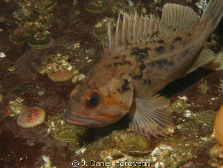 Juvenile Copper Rockfish take at Setchel Point on Vancouv... by J. Daniel Horovatin 