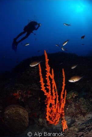Wide angle from Bodrum Big Reef/Turkiye. by Alp Baranok 