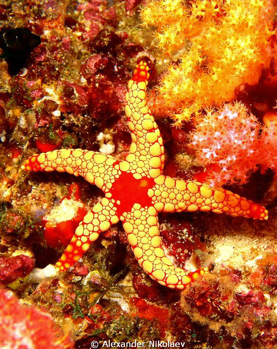 Starfish. by Alexander Nikolaev 