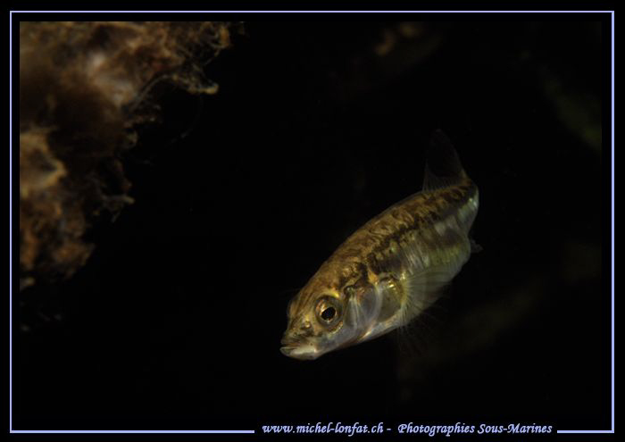 Encounter with this very nice Threespine stickleback, Thr... by Michel Lonfat 