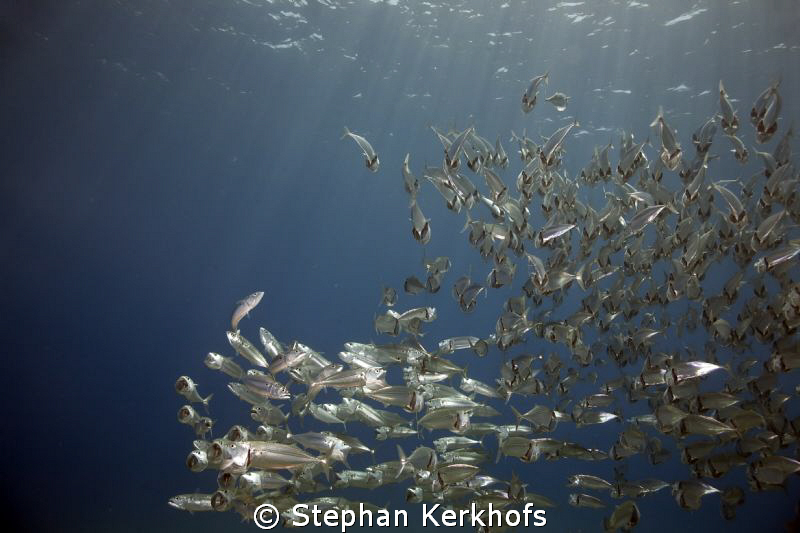 Striped mackerel feeding! by Stephan Kerkhofs 