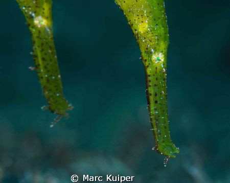 2 robust ghostpipefish taken in lembeh strait with canon ... by Marc Kuiper 