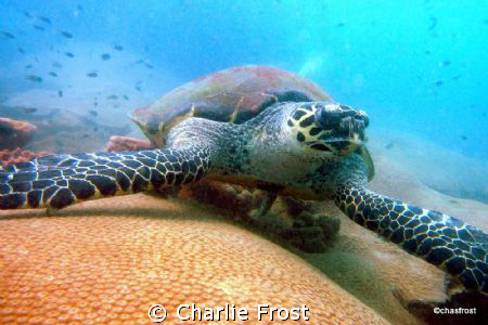 Huge Turtle at Koh Kroc an island just off Pattaya by Charlie Frost 