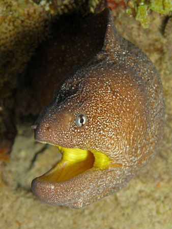 Yellow mouthed moray. Canon G9, Ikelite strobe, f3.5 1/12... by James Dawson 