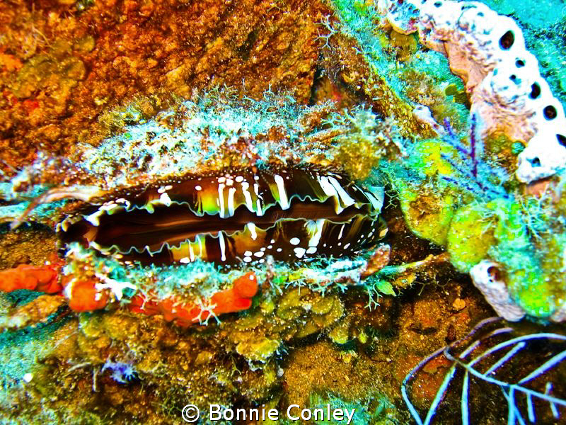 North Atlantic Thorny Oyster seen in Freeport Bahamas May... by Bonnie Conley 