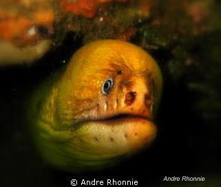 ..."what r u looking at dude?...this is my crib.... by Andre Rhonnie 