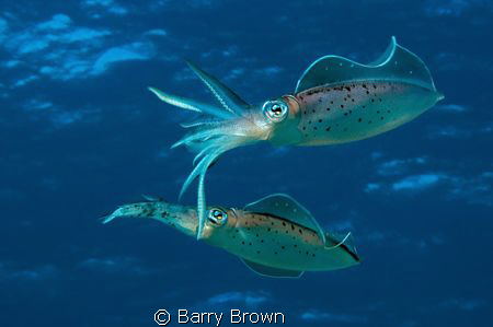 Two Caribbean Reef Squids in mid water by Barry Brown 