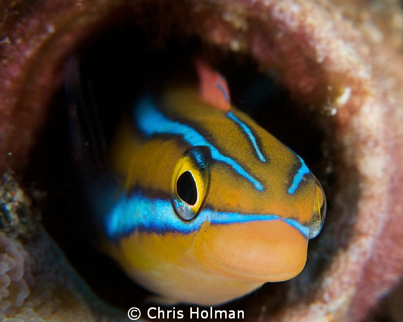 Smiling Blenny
Nikon D80, 105mm Macro with +4 Diopter
S... by Chris Holman 
