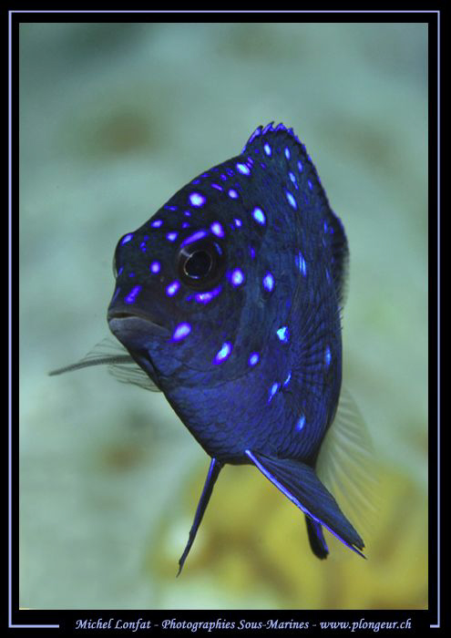 A young Damsel fish taken in Bonaire... Que du bonheur...... by Michel Lonfat 