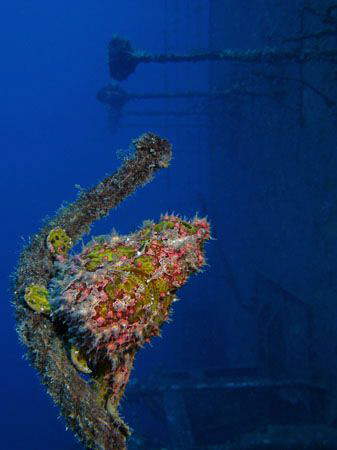Frogfish on the Salem Express. Canon G9, Ikelite DS51 str... by James Dawson 