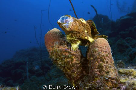 Passing a sponge at 65 feet we found this beautiful frogf... by Barry Brown 