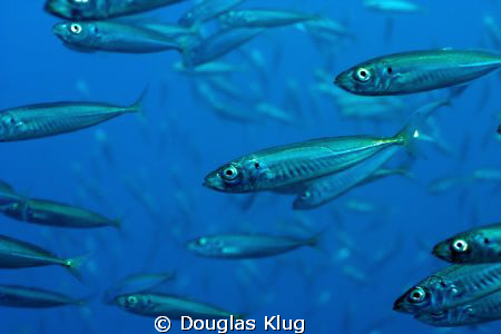 Feel like a Number.  Spanish Mackeral schooling at Anacap... by Douglas Klug 