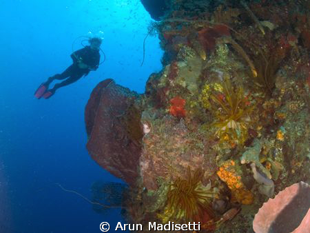 Diver on a generic reef at Scotts Head, Commonwealth of D... by Arun Madisetti 