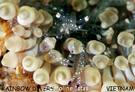 tiny shrimp on baby anemone, Nha Trang, Vietnam, Rainbow ... by Caroline Istas 
