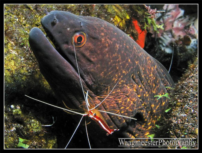 Moray Eel with Cleaner Shrimp, Tulamben, Bali (Canon G9, ... by Marco Waagmeester 