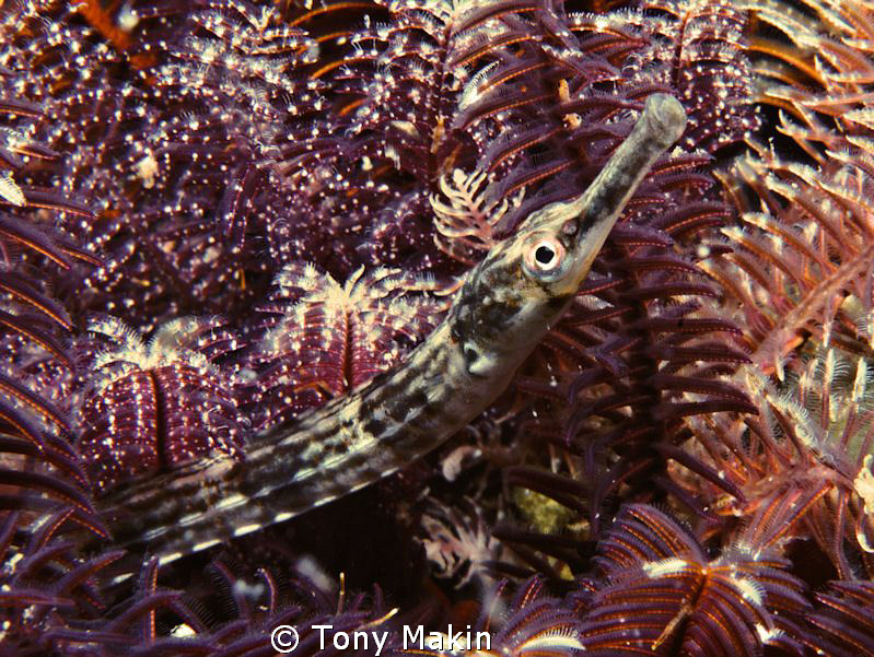 Pipefish hiding in feather stars by Tony Makin 