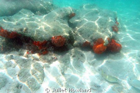 Orange Coral (Fire Coral) and Fish by Juliet Howland 