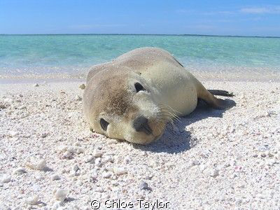 How Cute ;) Abrolhos Islands by Chloe Taylor 